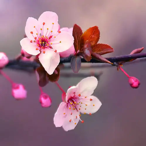 Japanese Cherry Blossom Scented Soy Wax Candle