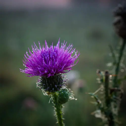 Meadow Thistle Scented Soy Wax Candle