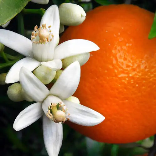 Orange Blossom Scented Soy Wax Candle