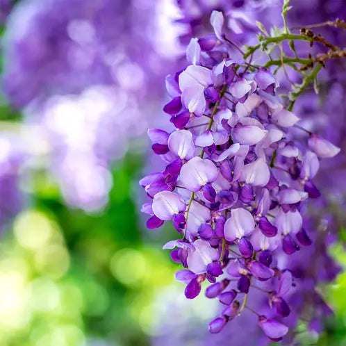 Wisteria Blossom Scented Soy Wax Candle