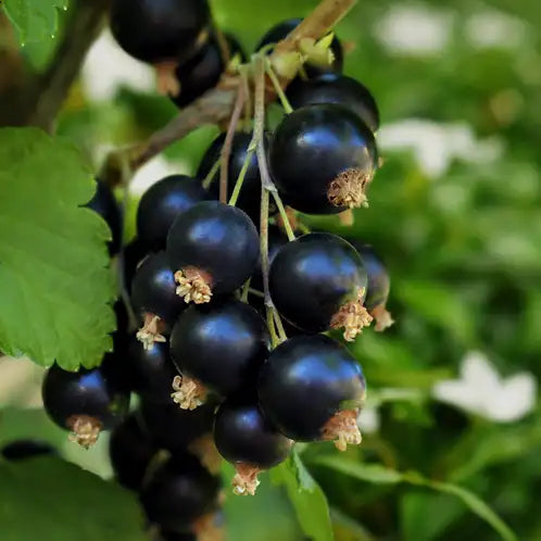 Black Currant & Jasmine Scented Soy Wax Candle