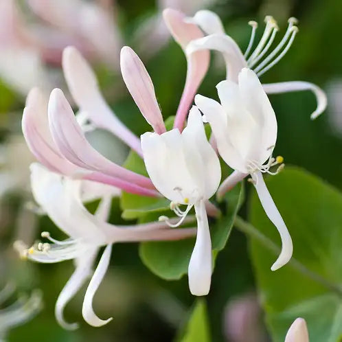 Honeysuckle Jasmine